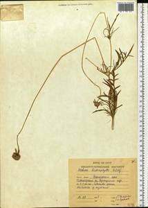 Ломелозия хохлатая (Fisch. ex Roem. & Schult.) comb. ined., Сибирь, Дальний Восток (S6) (Россия)
