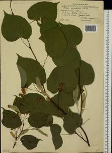 Липа сердцелистная, Липа мелколистная Mill., Восточная Европа, Западно-Украинский район (E13) (Украина)