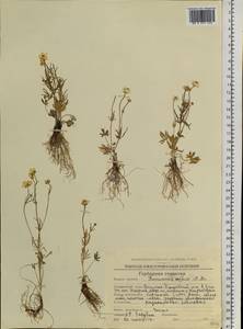 Ranunculus arcticus Richardson, Сибирь, Чукотка и Камчатка (S7) (Россия)