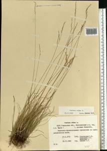 Овсяница овечья L., Восточная Европа, Белоруссия (E3a) (Белоруссия)