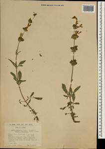 Salvia bracteata Banks & Sol., Зарубежная Азия (ASIA) (Турция)