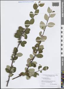 Кизильник черноплодный G.Lodd., Восточная Европа, Средневолжский район (E8) (Россия)