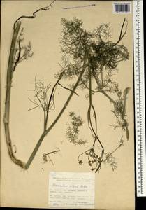 Anethum foeniculum L., Зарубежная Азия (ASIA) (Турция)