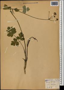 Лазурник трехлопастный (L.) Borkh., Кавказ, Грузия (K4) (Грузия)