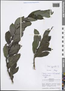 Ива мирзинолистная, Ива чернеющая Salisb., Восточная Европа, Средневолжский район (E8) (Россия)