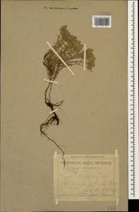 Чабрец Кочи Boiss. & Hohen., Кавказ, Армения (K5) (Армения)