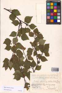 Betula pubescens subsp. pubescens, Восточная Европа, Северный район (E1) (Россия)