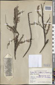 Emblica officinalis Gaertn., Зарубежная Азия (ASIA) (КНР)