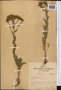 Якобея обыкновенная, Средняя Азия и Казахстан, Северный и Центральный Казахстан (M10) (Казахстан)