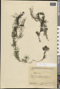 Пузырчатка обыкновенная L., Восточная Европа, Восточный район (E10) (Россия)