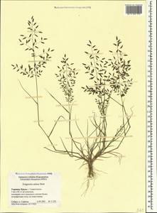 Полевичка малая Host, Крым (KRYM) (Россия)