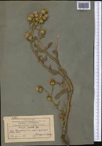 Кузиния красивенькая Bunge, Средняя Азия и Казахстан, Памир и Памиро-Алай (M2) (Узбекистан)