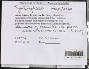 Symblepharis crispifolia (Mitt.) Fedosov, M. Stech & Ignatov, Гербарий мохообразных, Мхи - Дальний Восток (без Чукотки и Камчатки) (B20) (Россия)