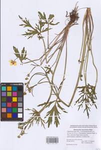 Ranunculus polyanthemos subsp. meyerianus (Rupr.) Elenevsky & Derv.-Sok., Восточная Европа, Восточный район (E10) (Россия)