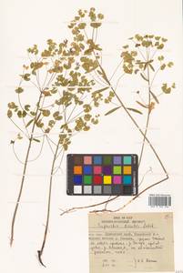 Молочай острый, Сибирь, Дальний Восток (S6) (Россия)