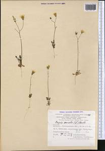 Crepis sancta subsp. sancta, Средняя Азия и Казахстан, Копетдаг, Бадхыз, Малый и Большой Балхан (M1) (Туркмения)