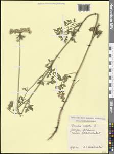 Морковь обыкновенная, Морковь дикая L., Кавказ, Грузия (K4) (Грузия)