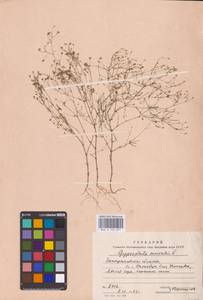 Песколюбочка постенная (L.) Ikonn., Восточная Европа, Западно-Украинский район (E13) (Украина)