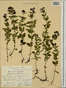 Душица обыкновенная L., Кавказ, Ставропольский край, Карачаево-Черкесия, Кабардино-Балкария (K1b) (Россия)