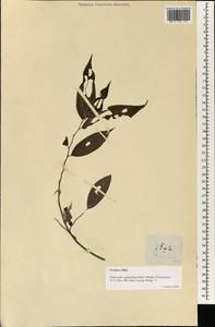 Leucosyke capitellata (Poir.) Wedd., Зарубежная Азия (ASIA) (Филиппины)