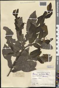 Quercus acutissima Carruth., Зарубежная Азия (ASIA) (КНР)