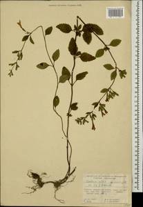 Пахучка крупноцветковая (L.) Kuntze, Кавказ, Грузия (K4) (Грузия)