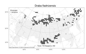 Draba fladnizensis, Крупка фладницийская Wulfen, Атлас флоры России (FLORUS) (Россия)