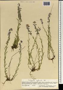 Истод хохлатый, Монголия (MONG) (Монголия)