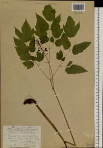 Actaea rubra subsp. rubra, Сибирь, Якутия (S5) (Россия)