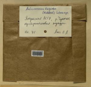 Aulacomnium turgidum (Wahlenb.) Schwägr., Гербарий мохообразных, Мхи - Якутия (B19) (Россия)