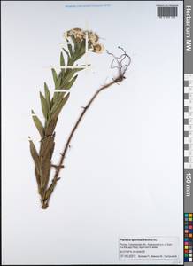 Achillea ptarmica subsp. ptarmica, Сибирь, Дальний Восток (S6) (Россия)