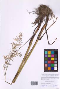 Василисник светлый, Василисник блестящий L., Восточная Европа, Московская область и Москва (E4a) (Россия)