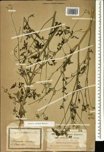 Torilis arvensis subsp. arvensis, Кавказ, Грузия (K4) (Грузия)