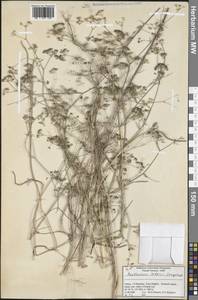 Bupleurum zoharii Snogerup, Зарубежная Азия (ASIA) (Турция)