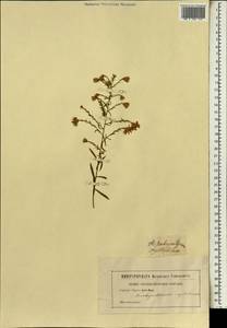 Mesembryanthemum crystallinum L., Африка (AFR) (Неизвестно)