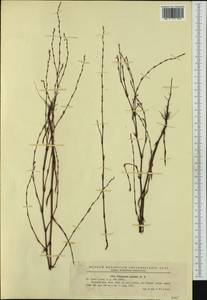 Спорыш отклоненный, Горец отклоненный M.Bieb., Западная Европа (EUR) (Румыния)