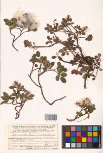 Salix nummularia × phylicifolia, Восточная Европа, Северный район (E1) (Россия)