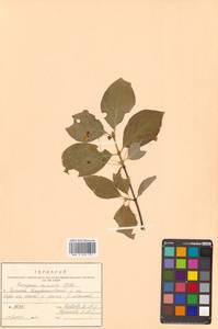 Бересклет сахалинский (F.Schmidt) Maxim., Сибирь, Дальний Восток (S6) (Россия)