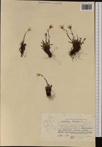 Камнеломка болотная L., Западная Европа (EUR) (Шпицберген и Ян-Майен)