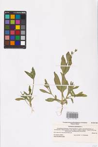 Dichodon perfoliatum (L.) Á. Löve & D. Löve, Восточная Европа, Нижневолжский район (E9) (Россия)
