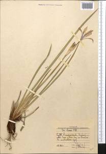 Ожика бледная Sw., Средняя Азия и Казахстан, Муюнкумы, Прибалхашье и Бетпак-Дала (M9) (Казахстан)