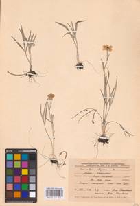 Лютик иллирийский L., Восточная Европа, Центральный лесостепной район (E6) (Россия)