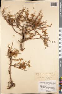 Prunus verrucosa Franch., Средняя Азия и Казахстан, Памир и Памиро-Алай (M2) (Узбекистан)