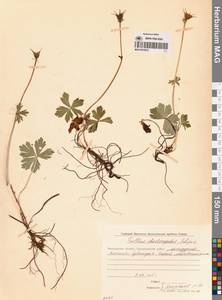 Купальница бумажночашелистиковая Schipcz., Сибирь, Чукотка и Камчатка (S7) (Россия)