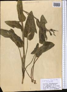 Vickifunkia thyrsoidea (Ledeb.) C. Ren, L. Wang, I. D. Illar. & Q. E. Yang, Средняя Азия и Казахстан, Джунгарский Алатау и Тарбагатай (M5) (Казахстан)