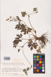 Лютик ползучий L., Восточная Европа, Нижневолжский район (E9) (Россия)