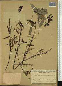 Denhamia cunninghamii (Hook.) M.P.Simmons, Австралия и Океания (AUSTR) (Австралия)