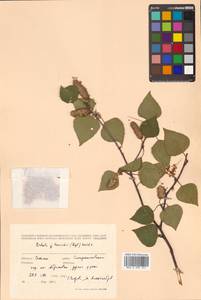 Betula pendula subsp. mandshurica (Regel) Ashburner & McAll., Сибирь, Дальний Восток (S6) (Россия)