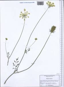 Морковь обыкновенная, Морковь дикая L., Западная Европа (EUR) (Греция)