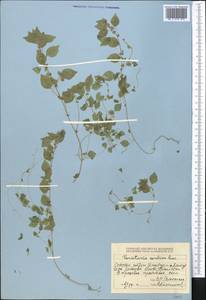 Постенница сербская (Pancic) P. W. Ball, Средняя Азия и Казахстан, Джунгарский Алатау и Тарбагатай (M5) (Казахстан)